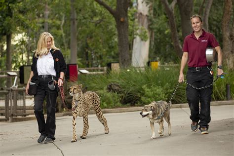 Dive Into the Extraordinary World of the San Diego Zoo: Unveiling Unforgettable Animal Encounters