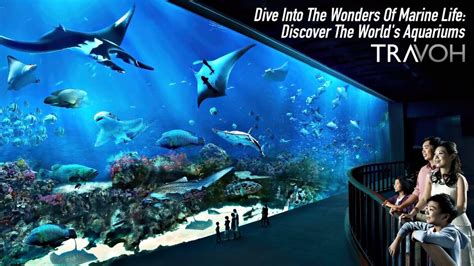 Dive into Marine Wonders with Klook SEA Aquarium: 10,000+ Species Unveiled!