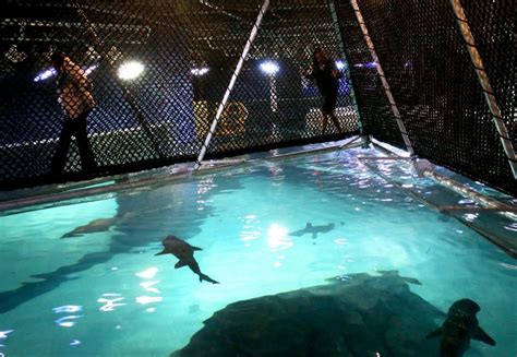 Dive into Unforgettable Encounters with Adventure Aquarium New Jersey Coupons