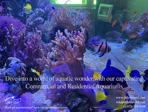 Dive into a World of Wonder and Education