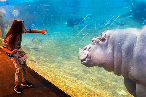 Dive into an Ocean of Wonder at Adventure Aquarium New Jersey!