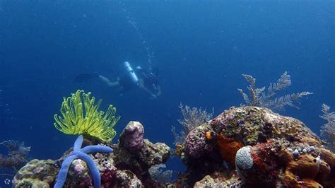 Dive into the Abundant Marine Delights of Singapore