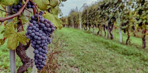 Dive into the Enchanting World of Merloanii: A Comprehensive Guide to the Alluring Merlot Grape