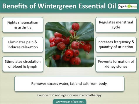 Dive into the Therapeutic Benefits of Wintegreen: A Natural Remedy for Pain and Inflammation