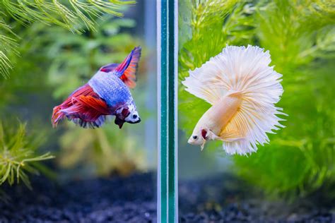 Divided Betta Aquarium: A Comprehensive Guide to Housing Multiple Bettas