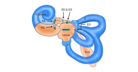 Dizzy After Plane Ride: Understanding Otolith Dysfunction