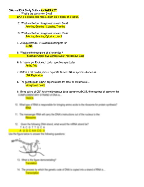 Dna And Rna Test A Answers Doc