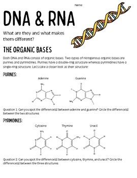 Dna And Rna Worksheet Answers Doc