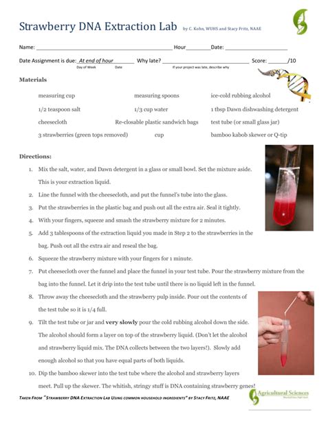 Dna Extraction Strawberry Lab Student Answer Key PDF