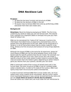 Dna Necklace Lab Answers Doc