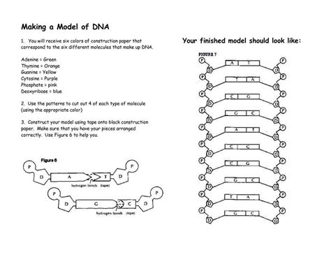 Dna Paper Model Homework Answer Key Doc