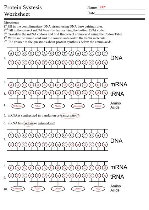 Dna Protein Synthesis Answer Key PDF
