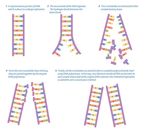 Dna Replication Order The Steps Answers Reader