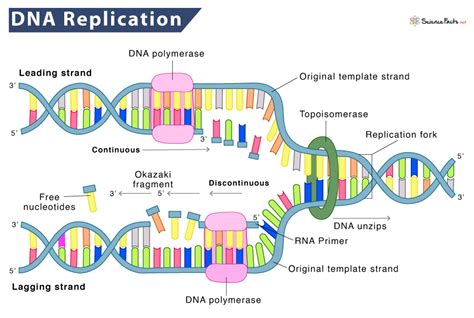 Dna Replication Order The Steps Answers Reader