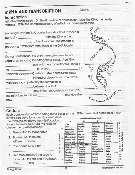 Dna Replication Transcription And Translation Answer Key PDF