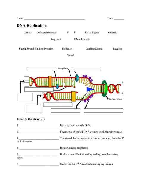 Dna Replication Worksheet Answer Key Doc