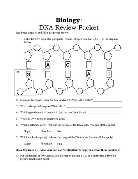 Dna Review Worksheet Answers Reader