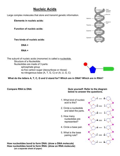 Dna Rna And Protein Synthesis Packet Answers Epub