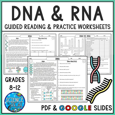 Dna Rna Protein Worksheet Answers Reader