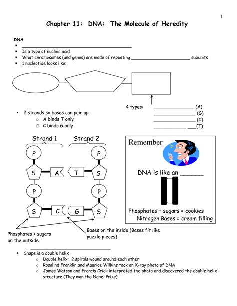 Dna The Molecule Of Heredity Worksheet Answer Key Kindle Editon