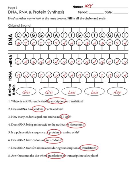 Dna Transcription And Translation Answer Key Biology Kindle Editon