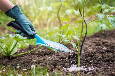 Do fertilize regularly: