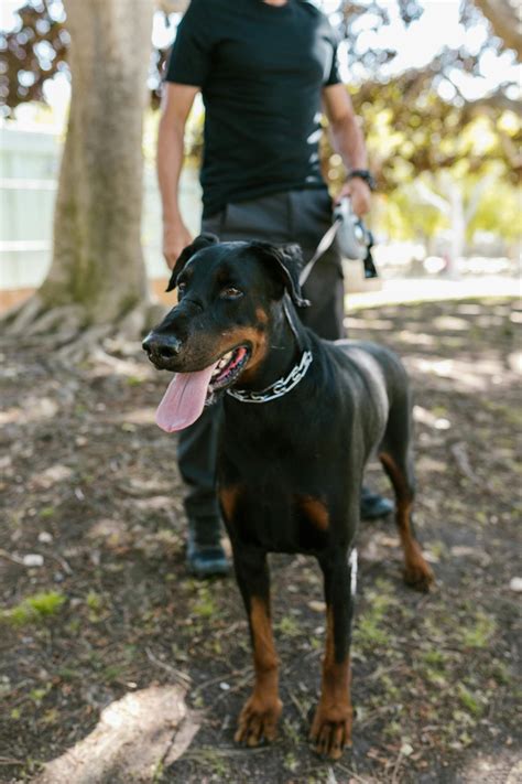 Doberman Dog Shirt: Ultimate Guide to Apparel For The Refined Canine