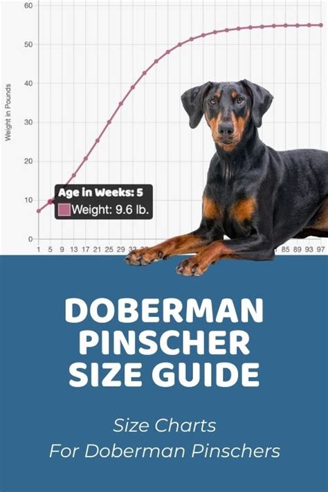 Doberman Height Chart By Age