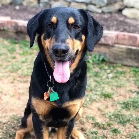 Doberman Pinscher Labrador Mix