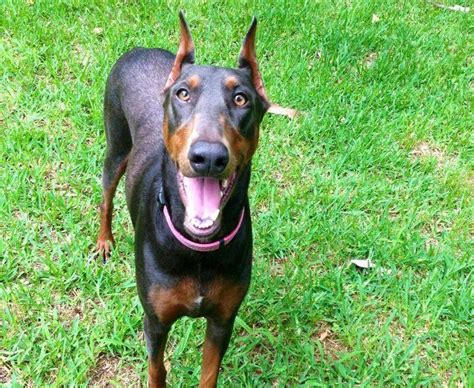 Doberman Rescue Texas: A Comprehensive Guide to Saving Lives