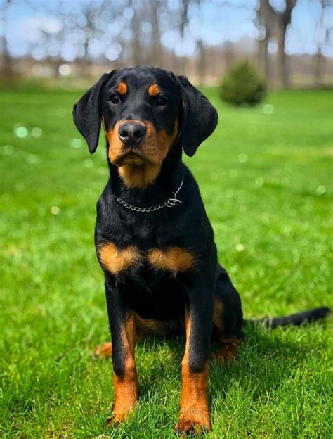 Doberman Rottweiler cross