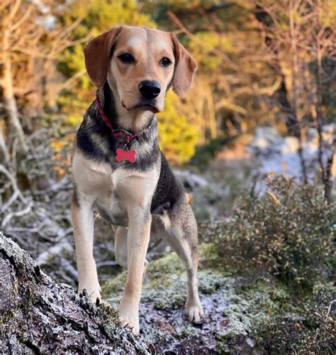 Doberman and Beagle Mix: The Ultimate Guide to the Beagador