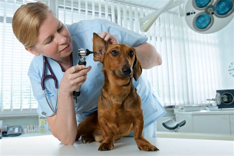 Doctor Treating a Dachshund: NYT Exclusive