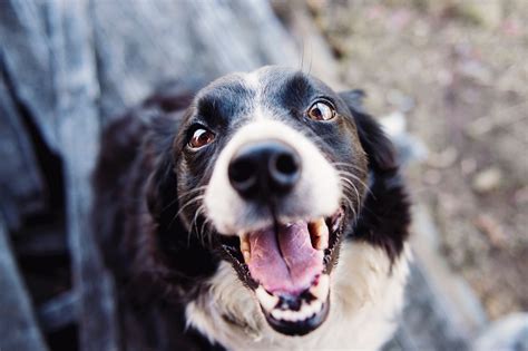 Dodd Animal Hospital: A Comprehensive Guide to Advanced Veterinary Care