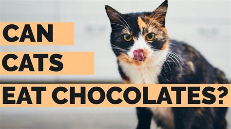 Does Chocolate Hurt Cats? Everything You Need to Know