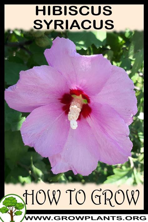 Does Hibiscus syriacus Grow in Palau? A Comprehensive Guide