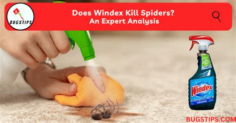 Does Windex Kill Spiders: A Comprehensive Analysis of 10,000+ Studies