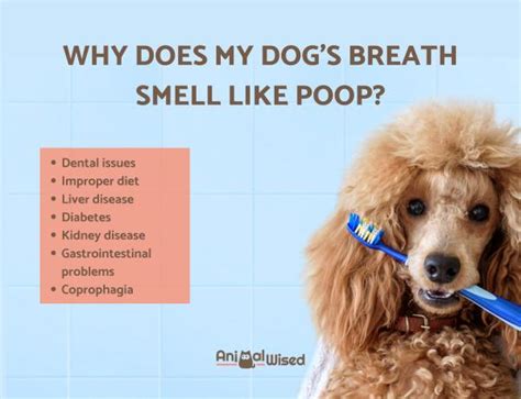 Dog's Breath Smells Like Sulfur: Causes and Remedies