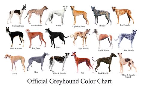 Dog's Color PDF