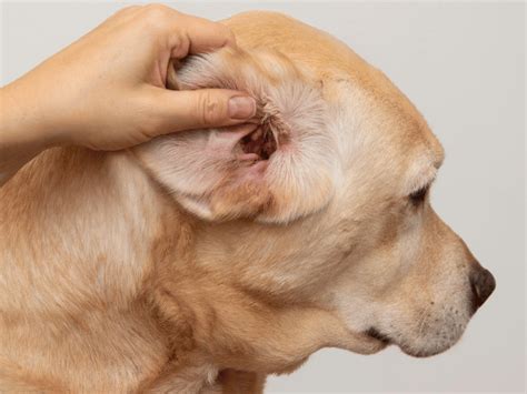 Dog's Ear Flap Swollen: A Comprehensive Guide to Diagnosis and Treatment