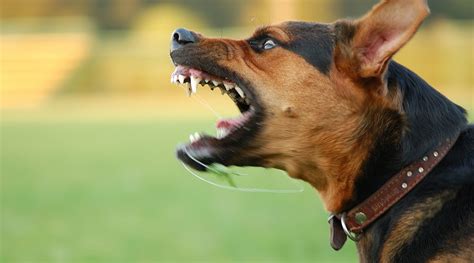 Dog Aggression Training Eliminate Dog Aggression And Dog Behavior Problems In 7 Days For Adult Dogs And Puppies Dog Training Puppy Training Dog Puppies House Training Listening To Dogs Doc