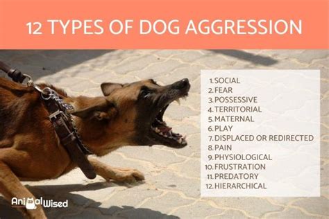 Dog Aggression in 2025: Training VS Prevention