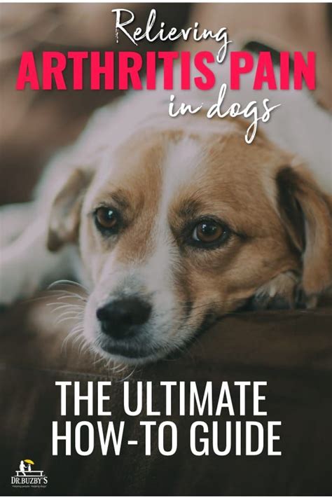 Dog Arthritis VS Joint Pain: The Ultimate 2025 Guide