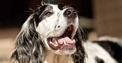 Dog Bad Breath: Causes and Solutions for 2025 and Beyond