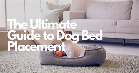 Dog Bed Placement and Layout in 2025: Comfort and Safety VS Space Efficiency