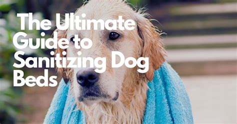 Dog Bed Sanitizing and Disinfecting: The Ultimate Guide to 2025