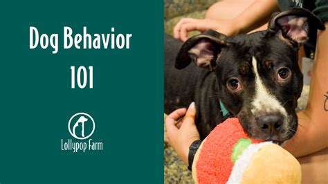 Dog Behavior and Communication: The 101 for 2025