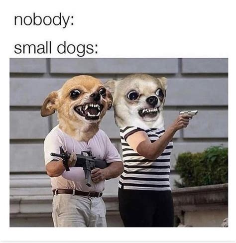 Dog Breed Memes That Will Have You Howling with Laughter