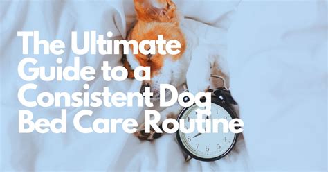 Dog Care and Wellness Routines: The Ultimate 2025 Guide