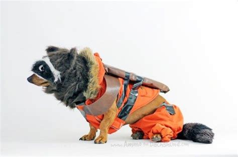 Dog Costumes Inspired by Guardians of the Galaxy: Unleash Your Pet's Inner Superhero